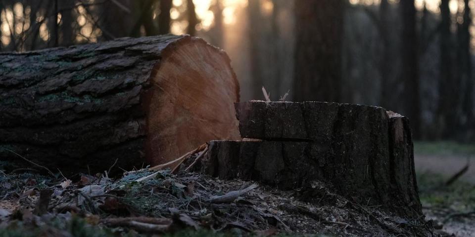 Foto van gevelde boom